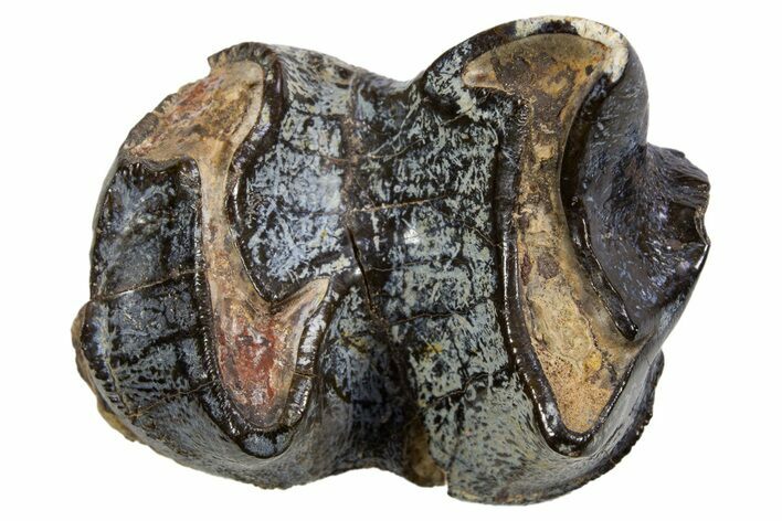 Fossil Eocene Coryphodon Mammal Tooth - Wyoming #316499